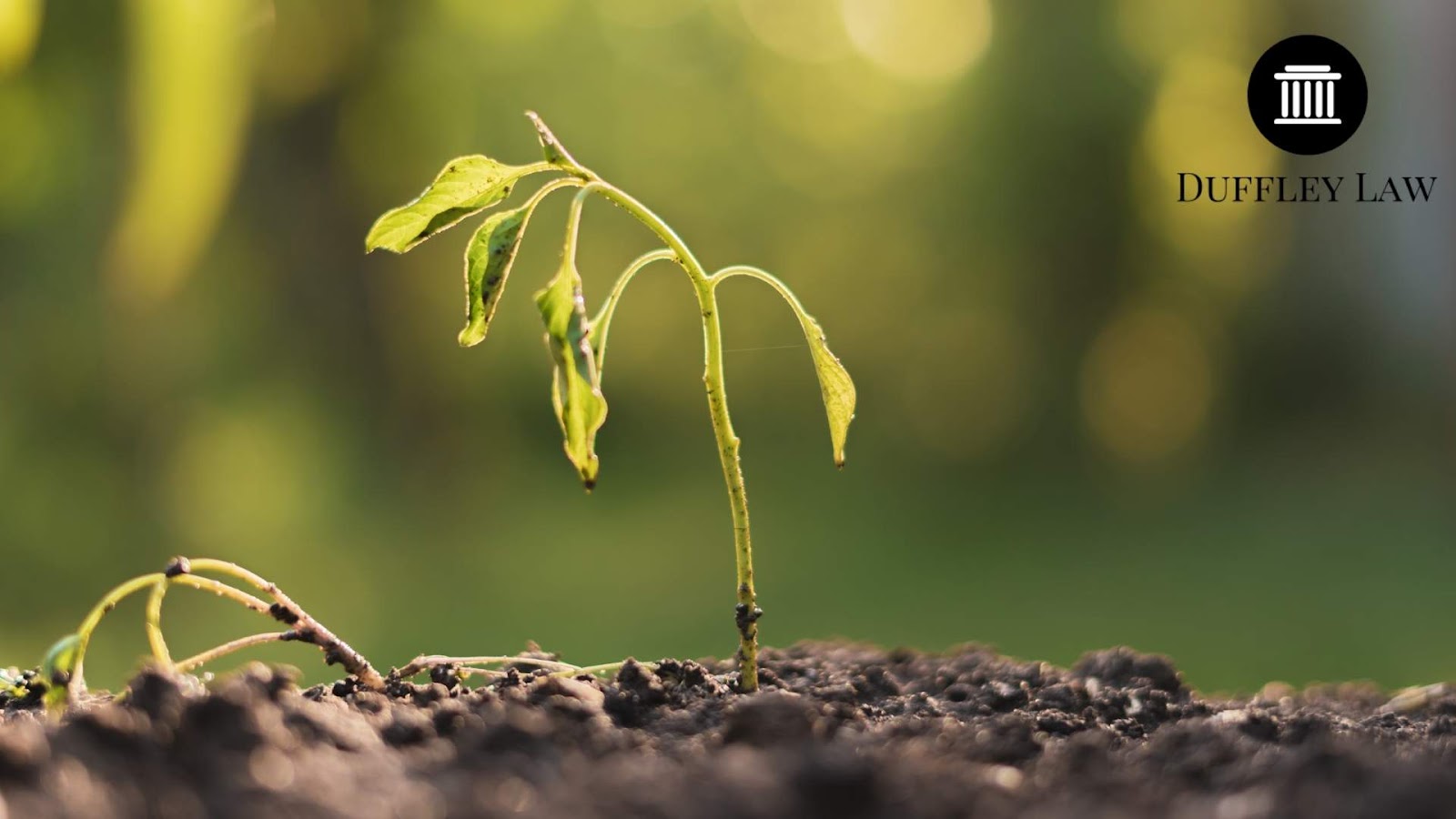 Young plant growing in rich soil.