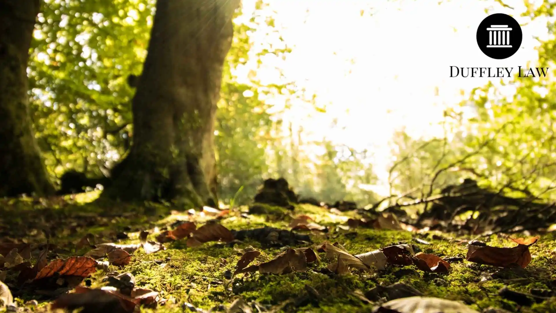 Image of a forested areas near The Woodlands where probate services are often needed.