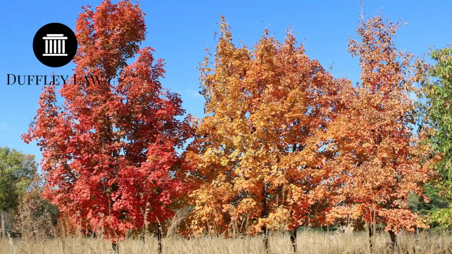Sugar maples in a field in autumn with orange and red foliage at Iroquois Woods in Park Ridge, Illinois